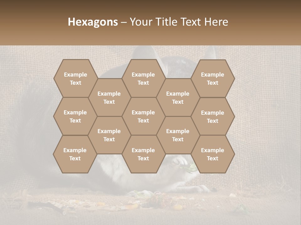 Chinchilla Eats PowerPoint Template