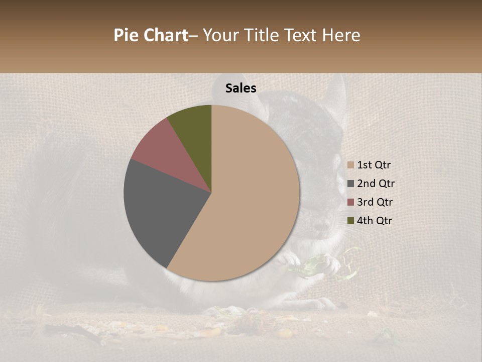 Chinchilla Eats PowerPoint Template