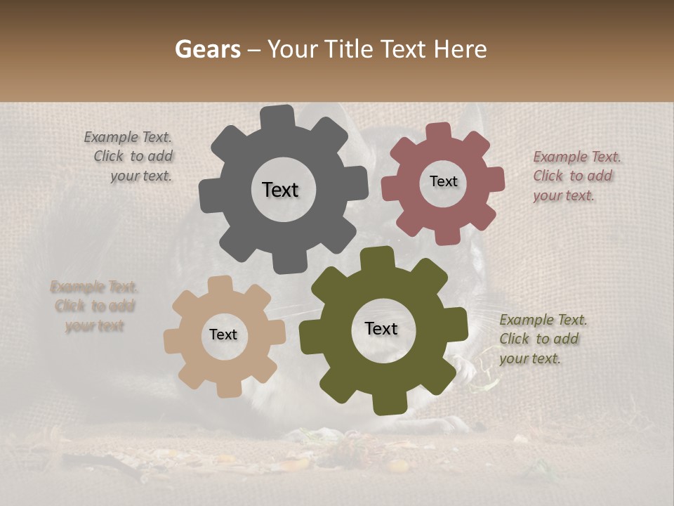 Chinchilla Eats PowerPoint Template