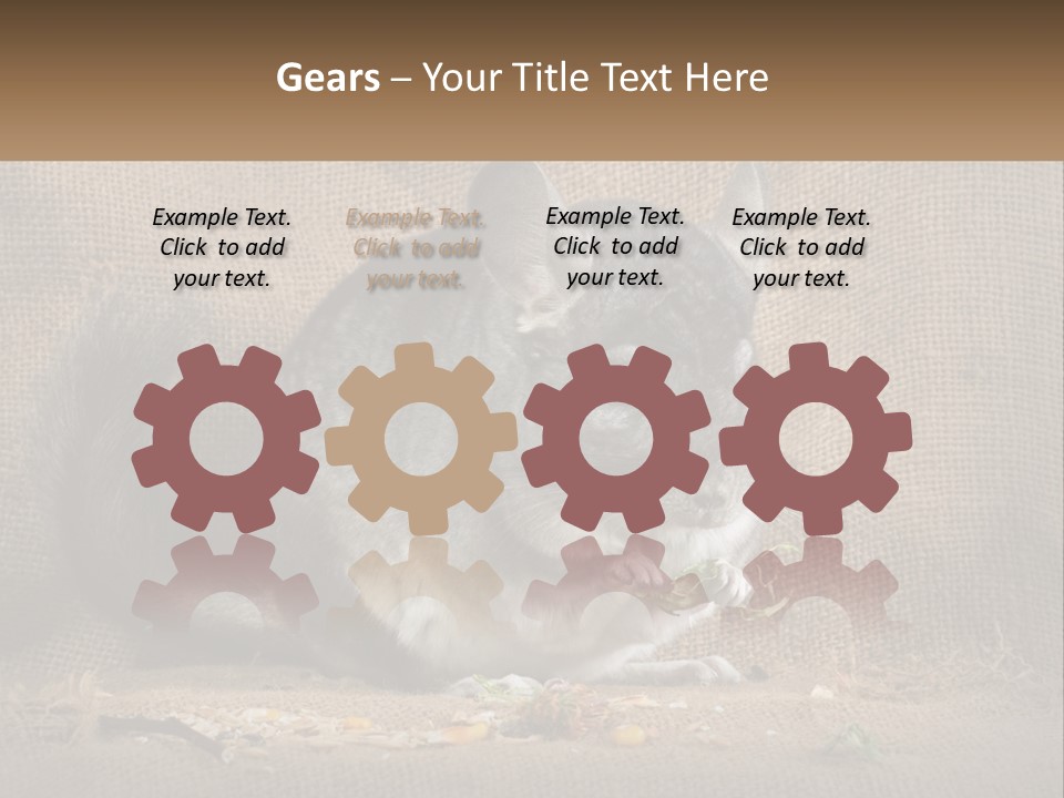 Chinchilla Eats PowerPoint Template