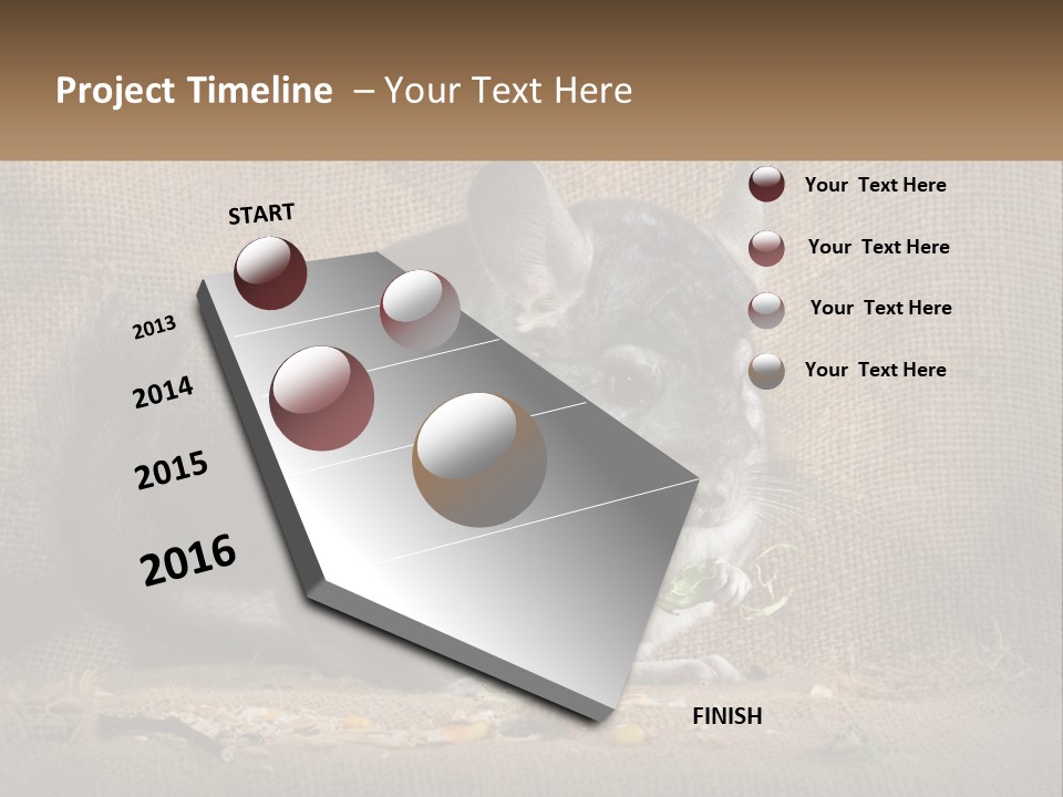 Chinchilla Eats PowerPoint Template