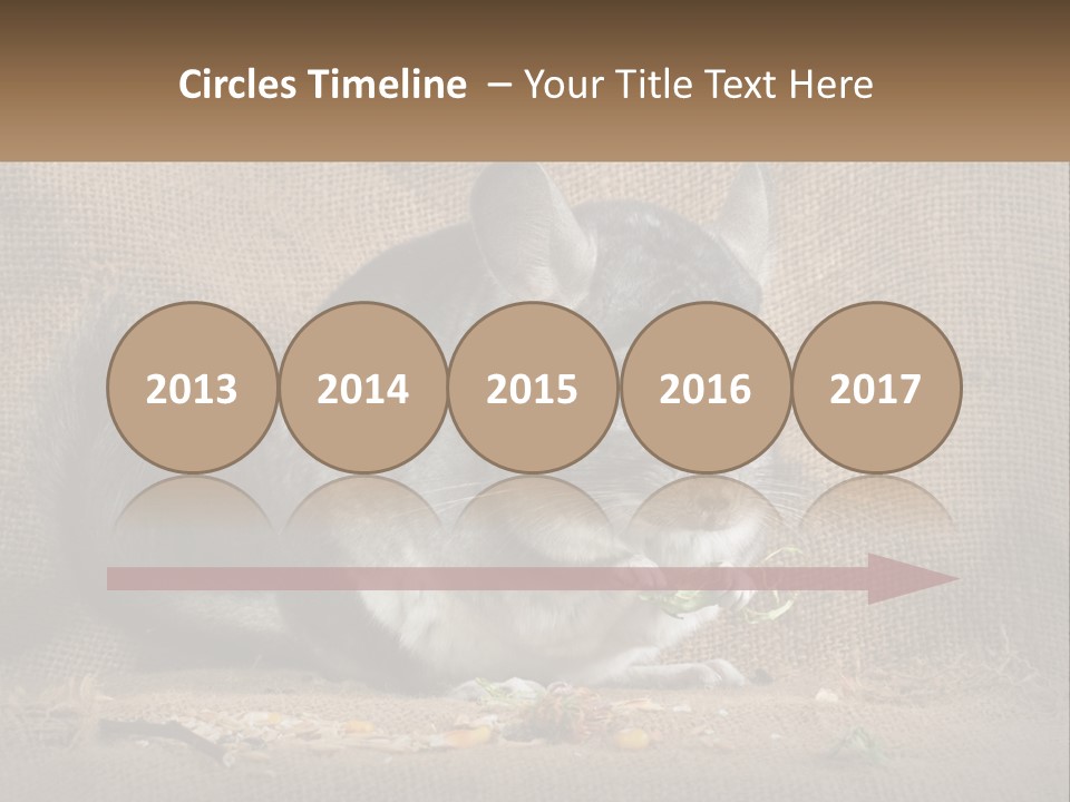 Chinchilla Eats PowerPoint Template