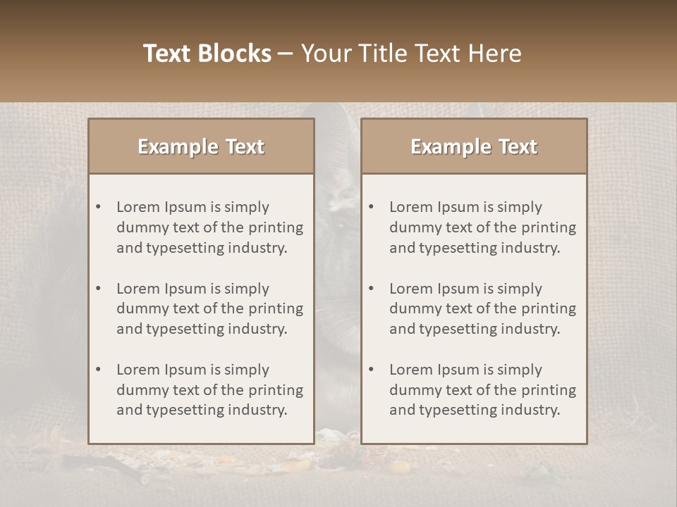 Chinchilla Eats PowerPoint Template