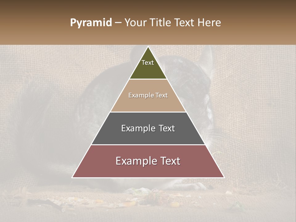Chinchilla Eats PowerPoint Template