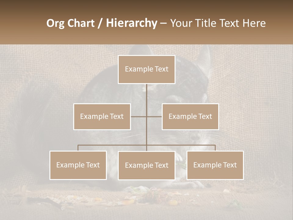 Chinchilla Eats PowerPoint Template
