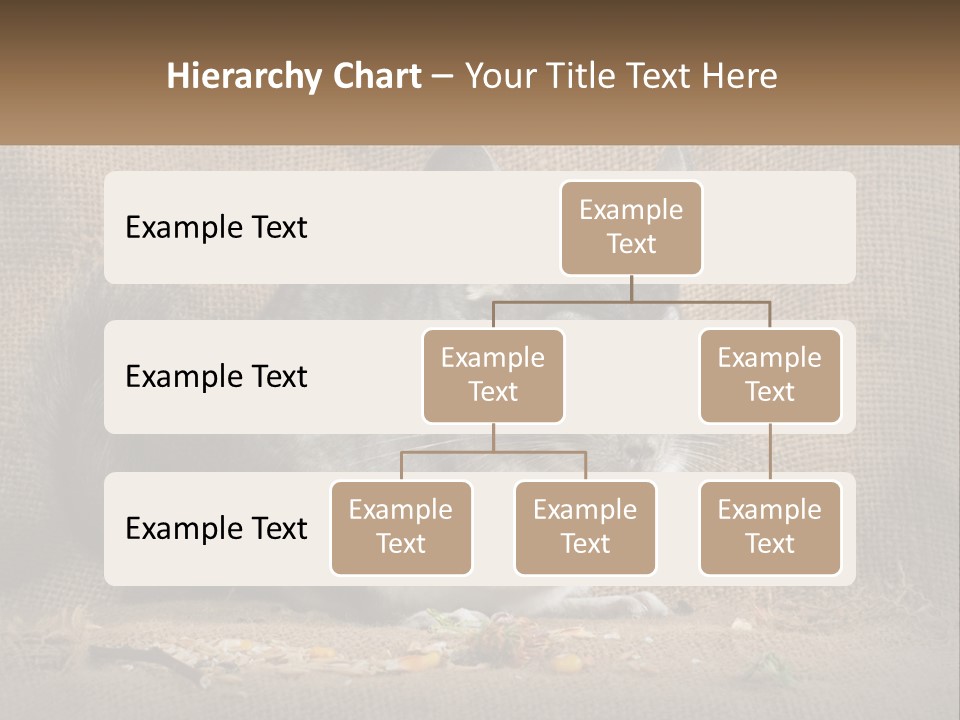 Chinchilla Eats PowerPoint Template