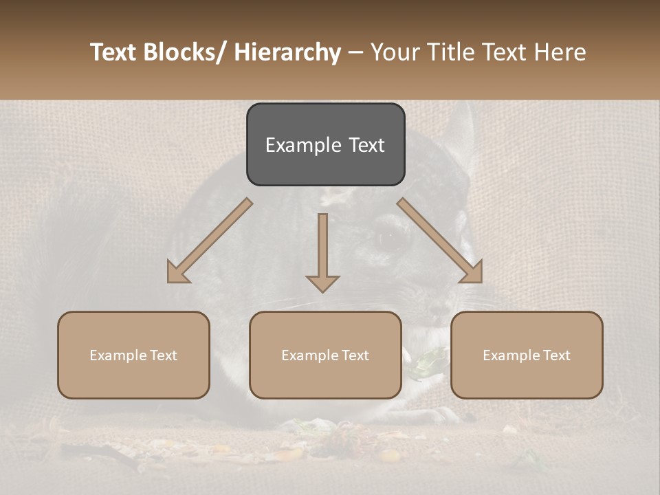 Chinchilla Eats PowerPoint Template