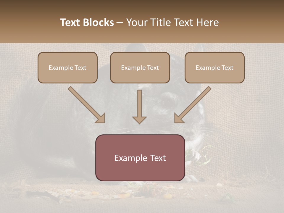 Chinchilla Eats PowerPoint Template