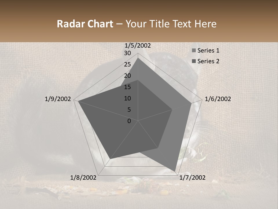 Chinchilla Eats PowerPoint Template