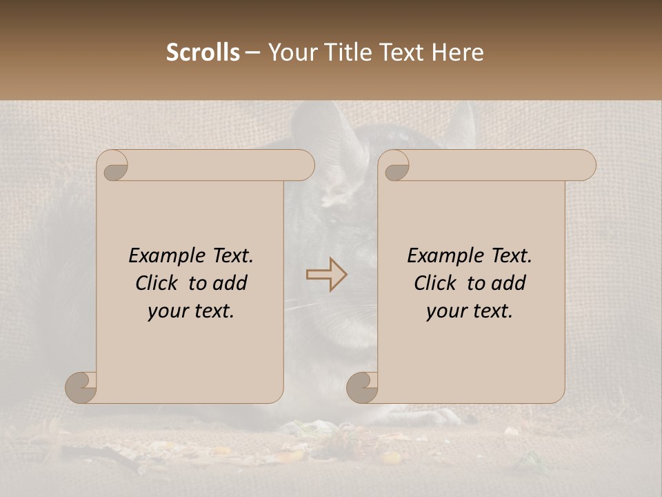 Chinchilla Eats PowerPoint Template