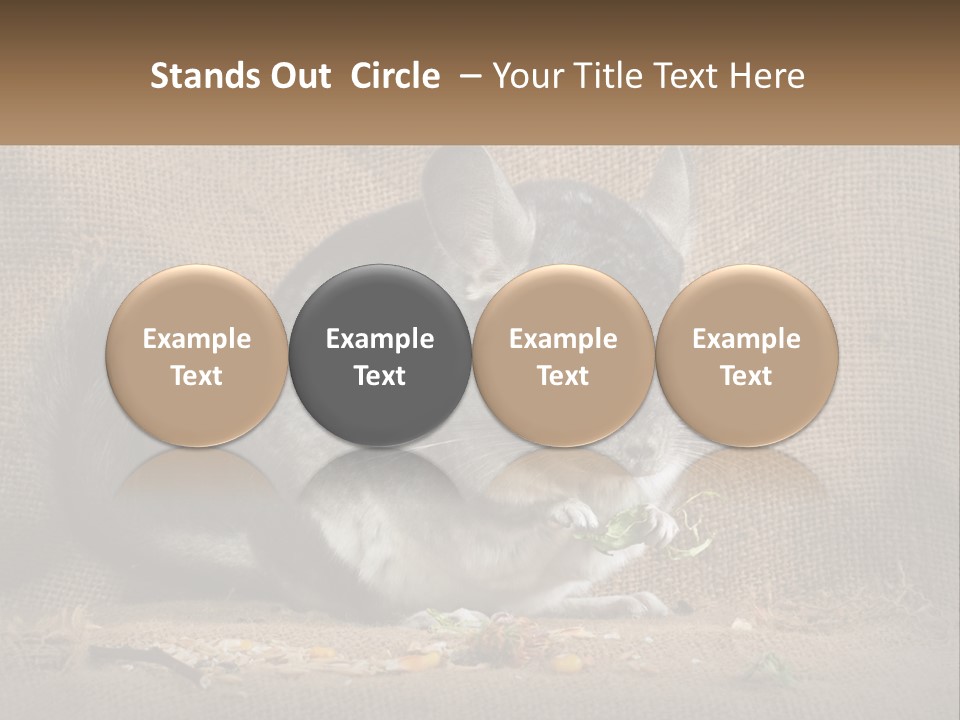 Chinchilla Eats PowerPoint Template