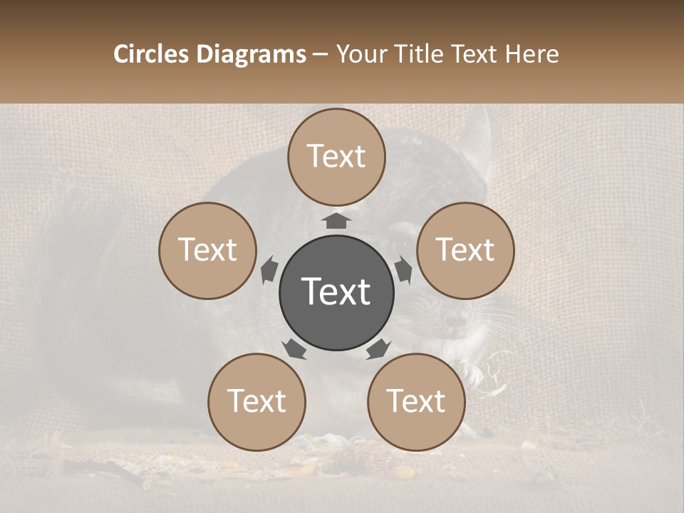 Chinchilla Eats PowerPoint Template