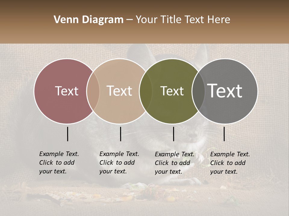 Chinchilla Eats PowerPoint Template