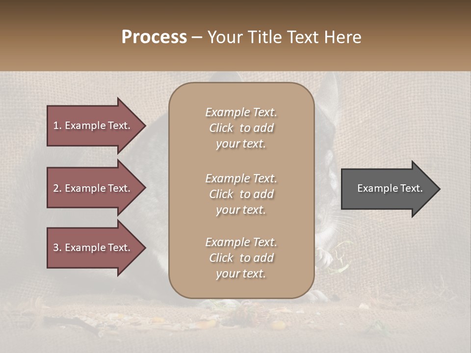 Chinchilla Eats PowerPoint Template