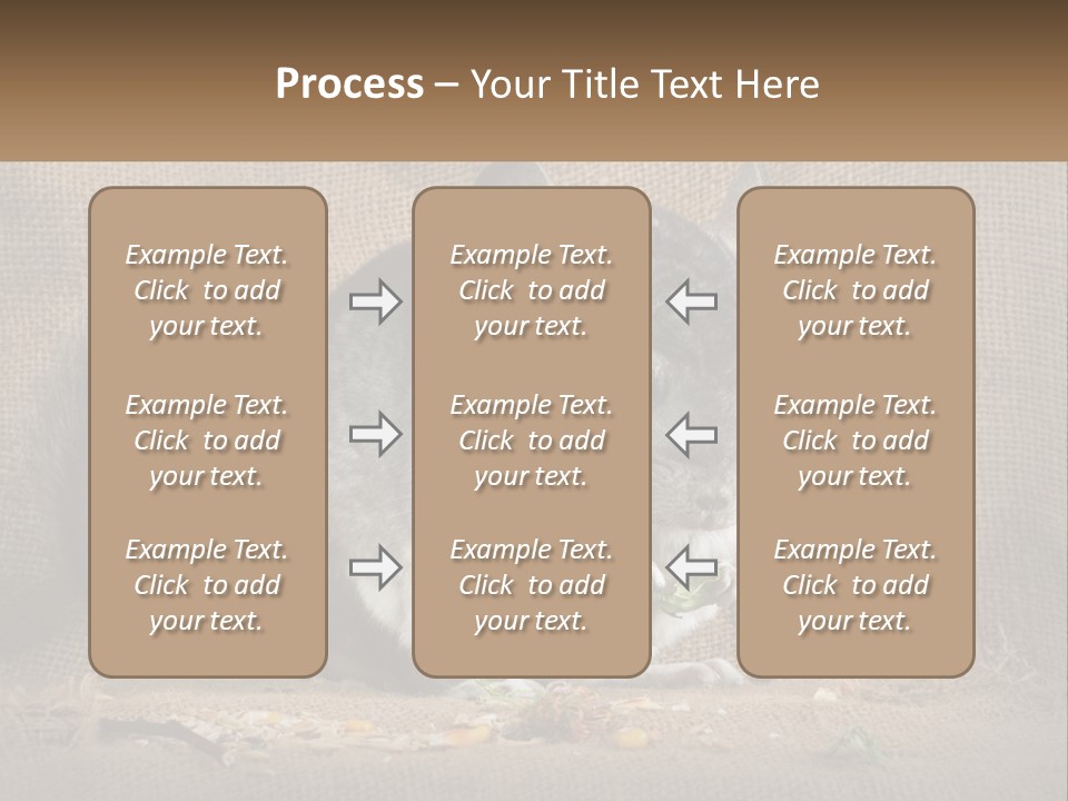 Chinchilla Eats PowerPoint Template
