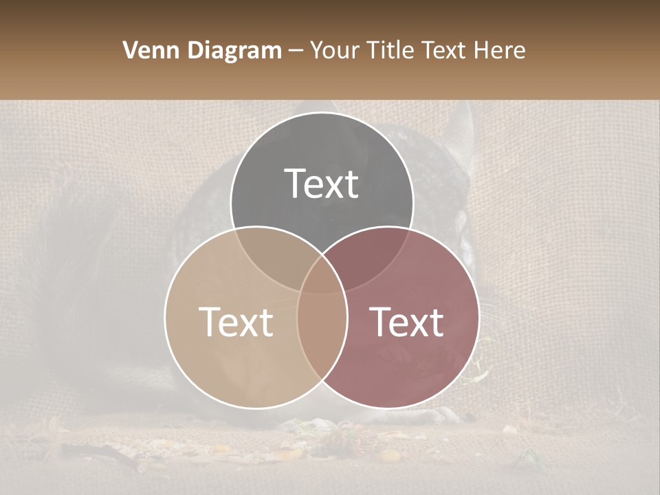 Chinchilla Eats PowerPoint Template