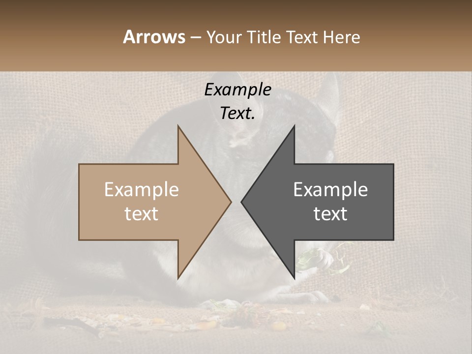 Chinchilla Eats PowerPoint Template