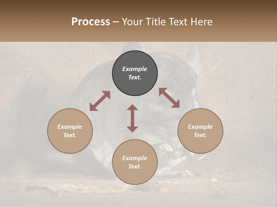 Chinchilla Eats PowerPoint Template