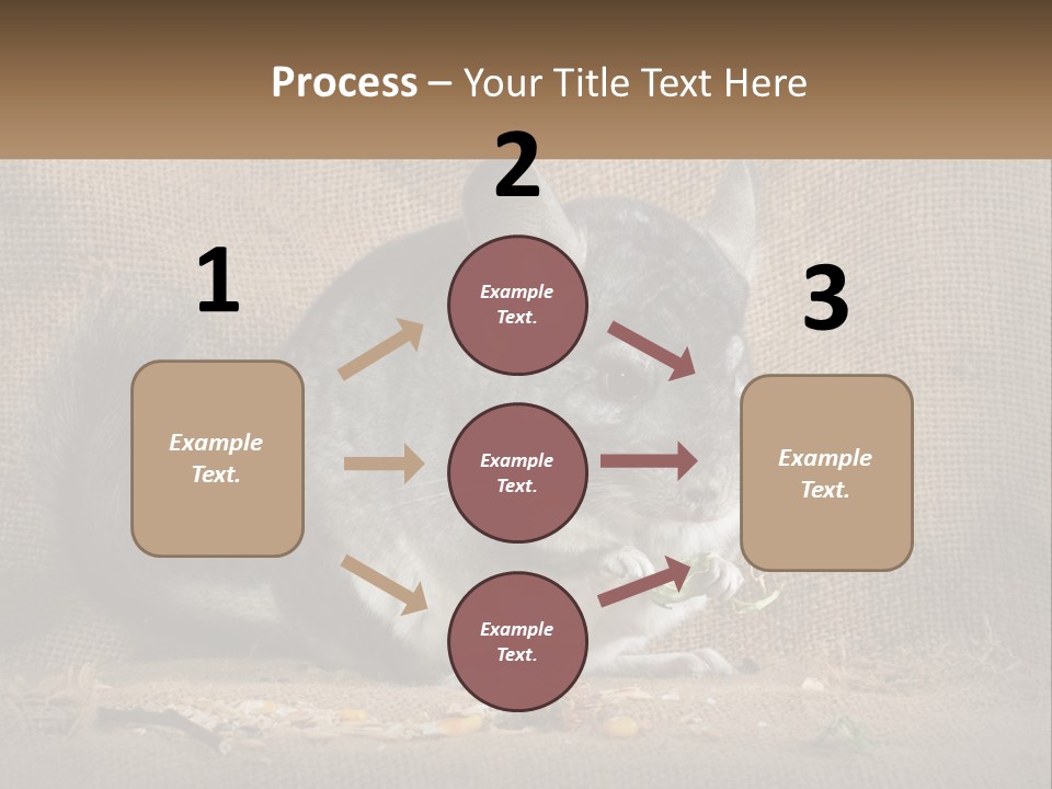 Chinchilla Eats PowerPoint Template