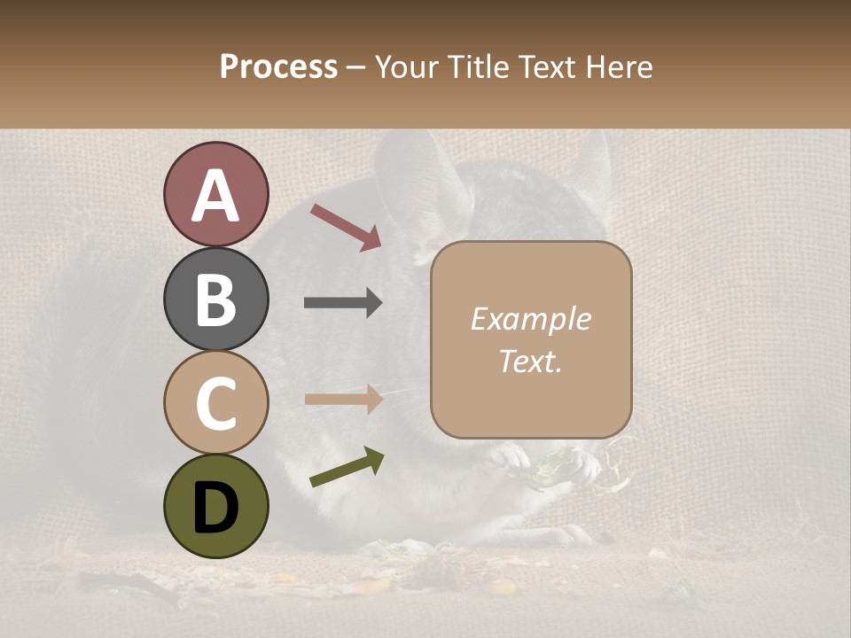 Chinchilla Eats PowerPoint Template