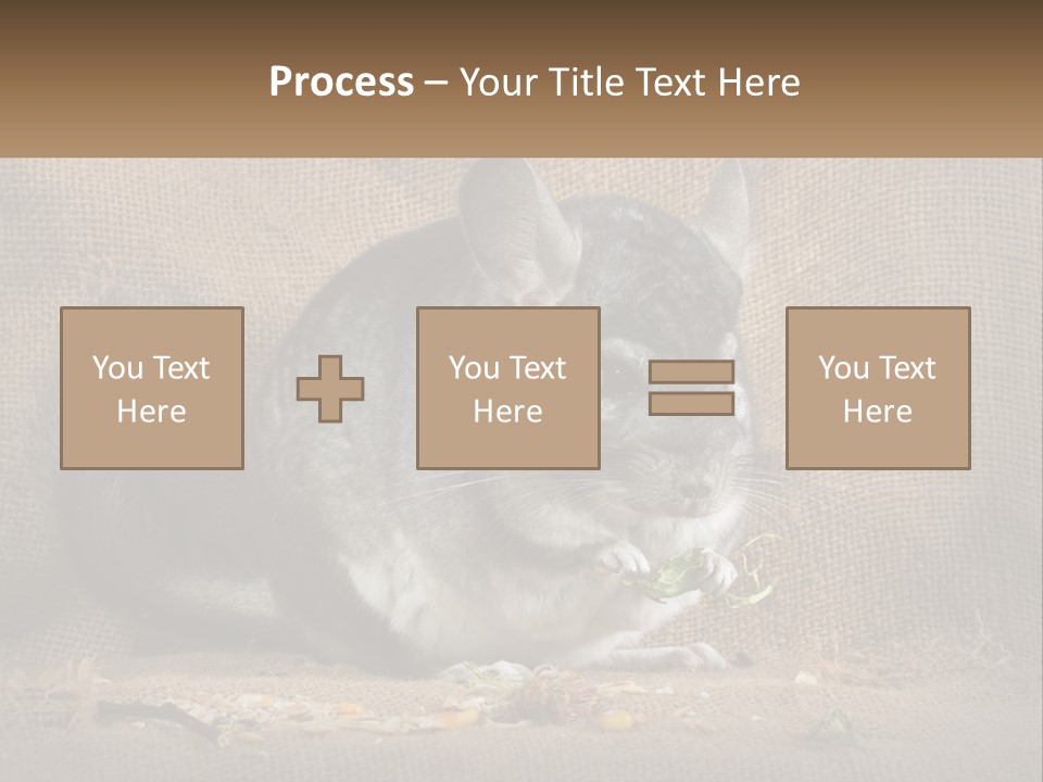 Chinchilla Eats PowerPoint Template