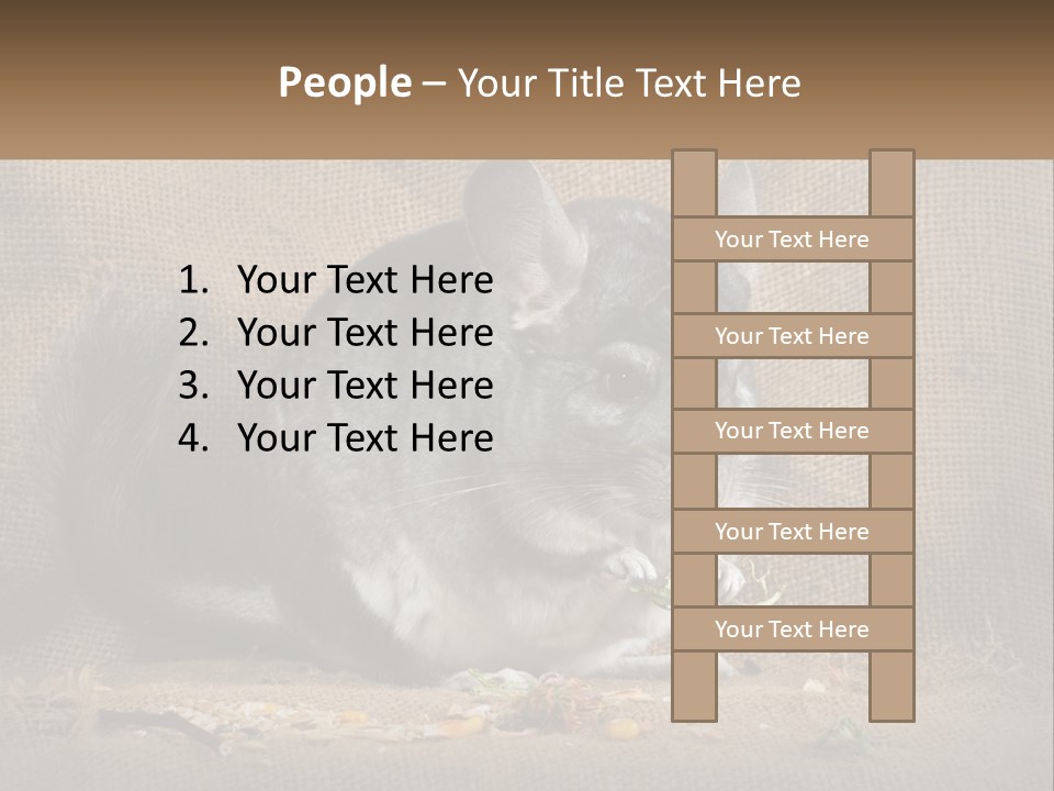 Chinchilla Eats PowerPoint Template