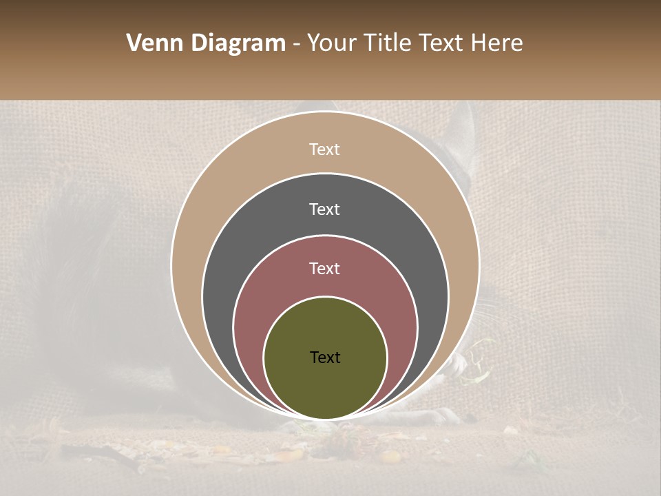 Chinchilla Eats PowerPoint Template