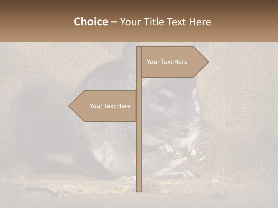 Chinchilla Eats PowerPoint Template