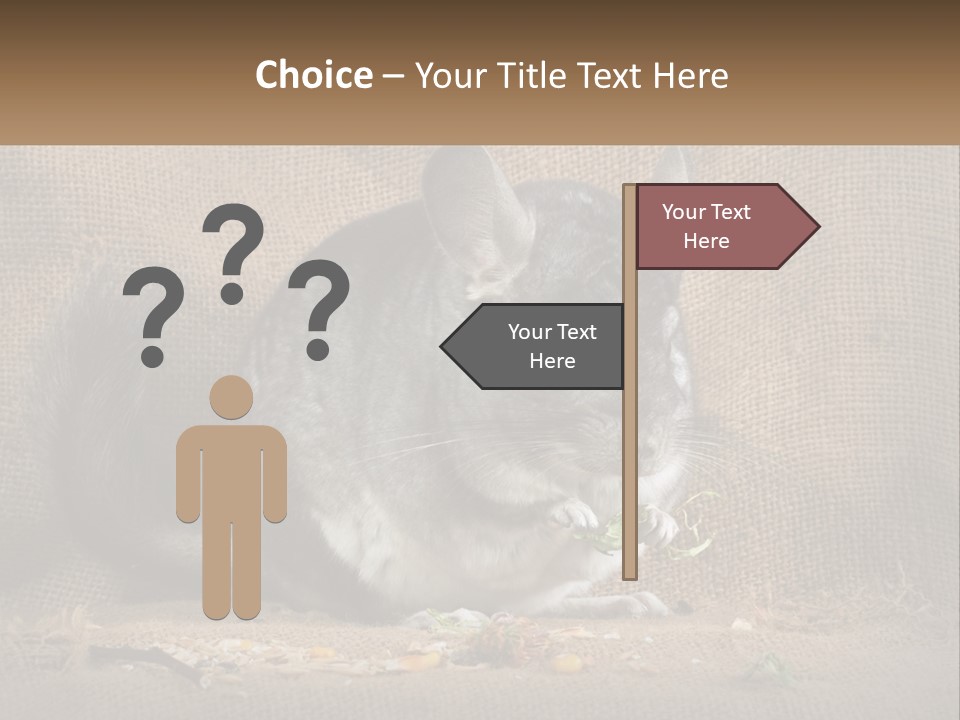 Chinchilla Eats PowerPoint Template