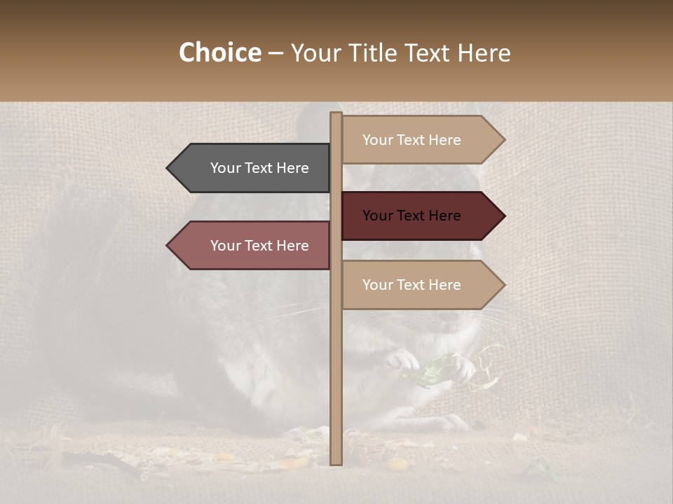 Chinchilla Eats PowerPoint Template