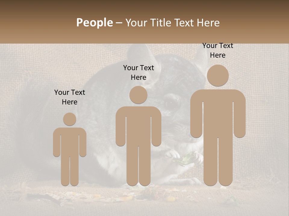 Chinchilla Eats PowerPoint Template