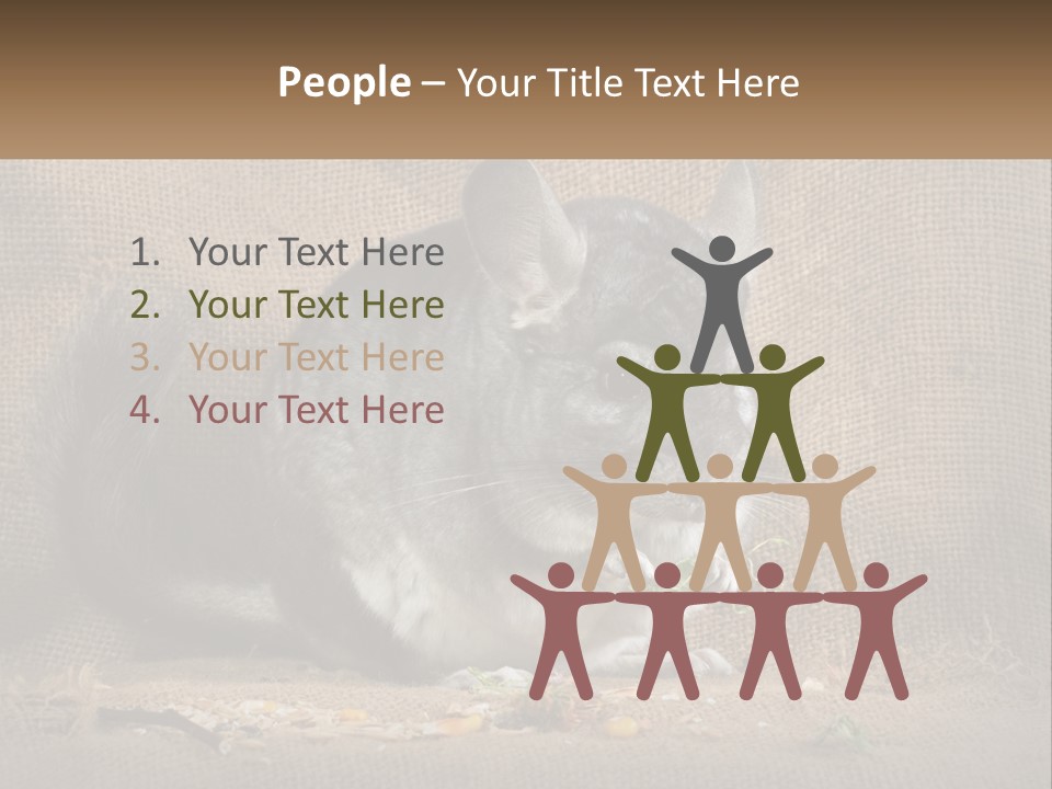 Chinchilla Eats PowerPoint Template