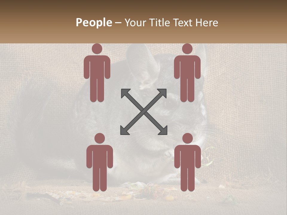 Chinchilla Eats PowerPoint Template