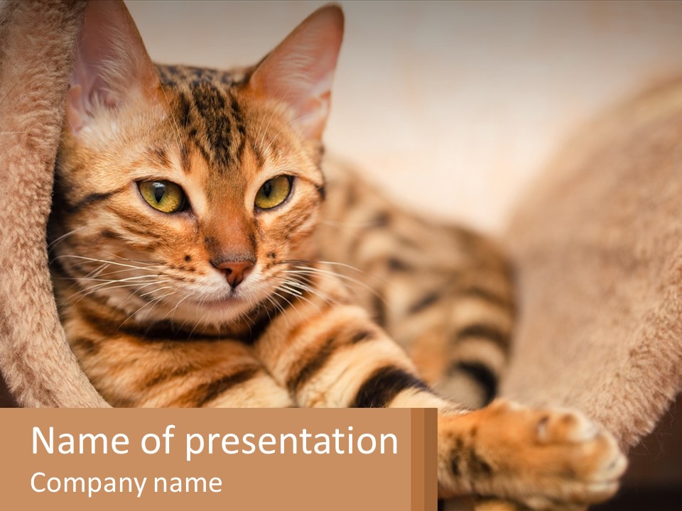 Cat On The Couch PowerPoint Template