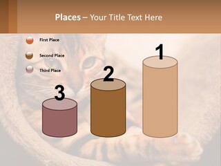 Cat On The Couch PowerPoint Template