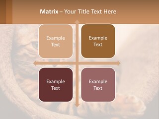 Cat On The Couch PowerPoint Template