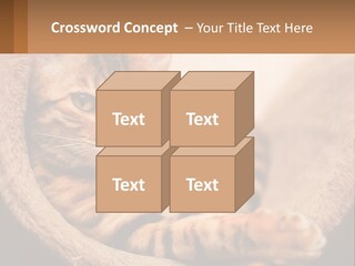 Cat On The Couch PowerPoint Template