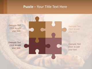 Cat On The Couch PowerPoint Template