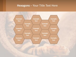 Cat On The Couch PowerPoint Template