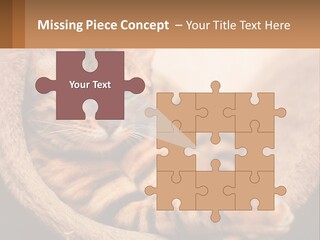 Cat On The Couch PowerPoint Template