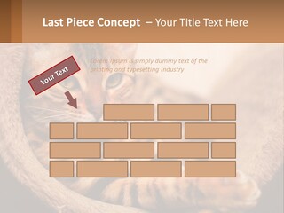 Cat On The Couch PowerPoint Template