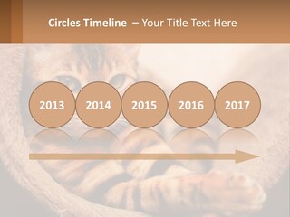 Cat On The Couch PowerPoint Template