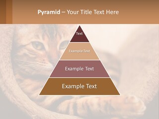 Cat On The Couch PowerPoint Template