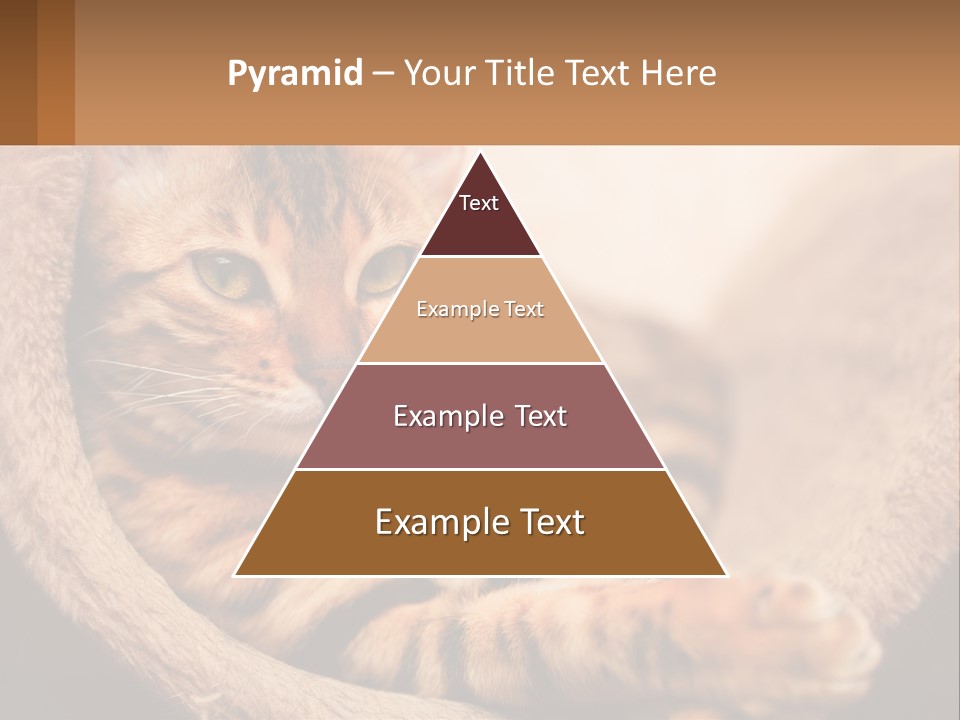 Cat On The Couch PowerPoint Template