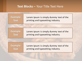 Cat On The Couch PowerPoint Template