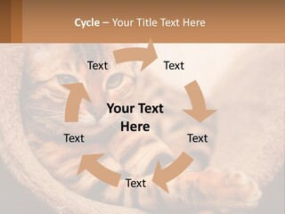 Cat On The Couch PowerPoint Template