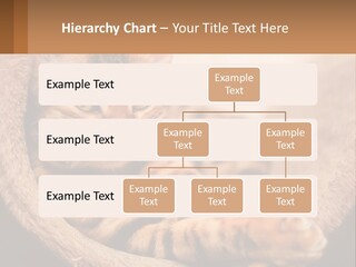 Cat On The Couch PowerPoint Template