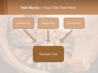 Cat On The Couch PowerPoint Template