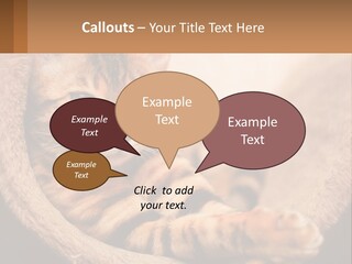 Cat On The Couch PowerPoint Template