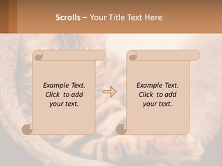 Cat On The Couch PowerPoint Template